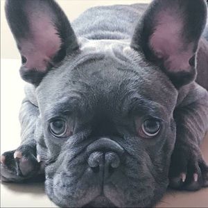 Meet your Posher, Gladys